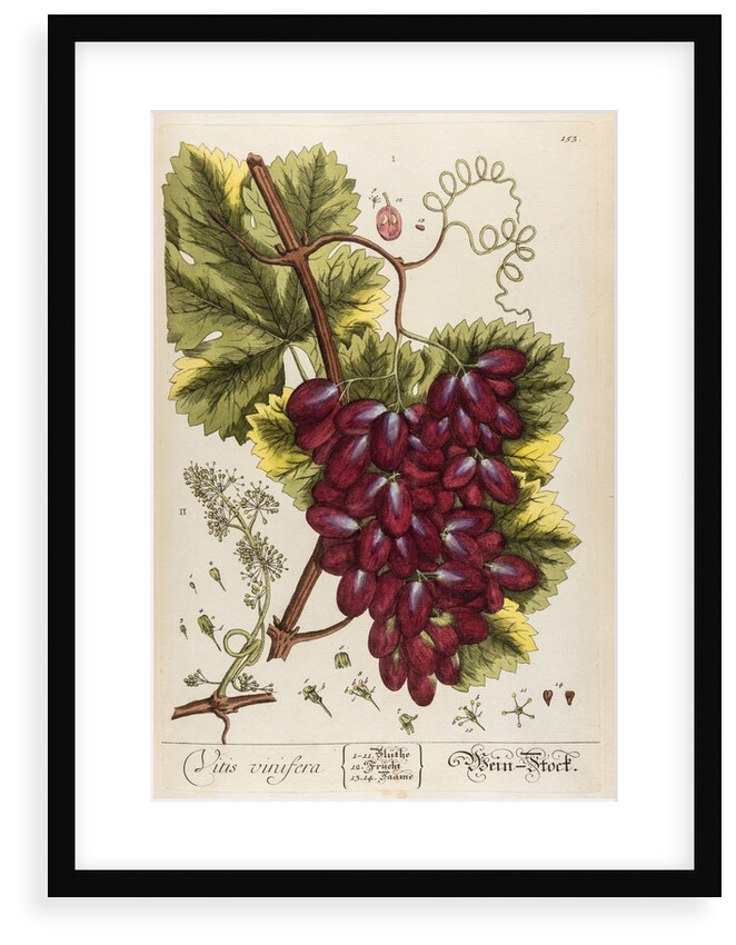 Vitis vinifera by Elizabeth Blackwell