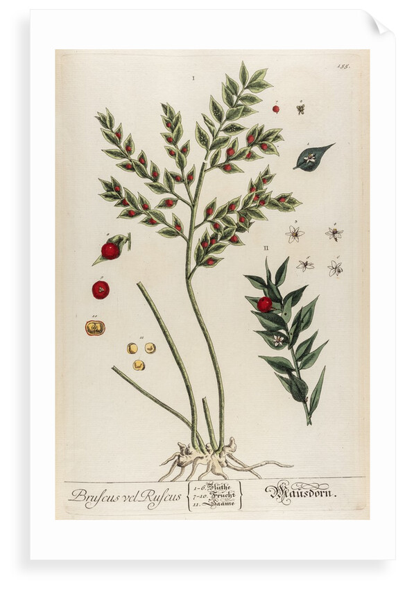 Bruscus vel ruscus by Elizabeth Blackwell