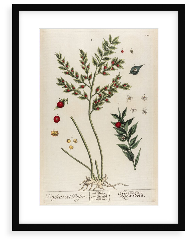 Bruscus vel ruscus by Elizabeth Blackwell