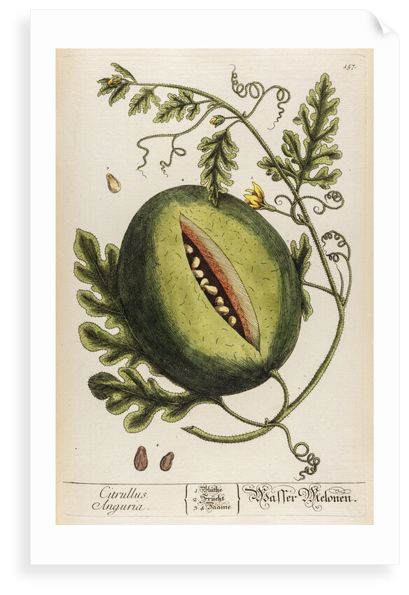 Citrullus anguria by Elizabeth Blackwell