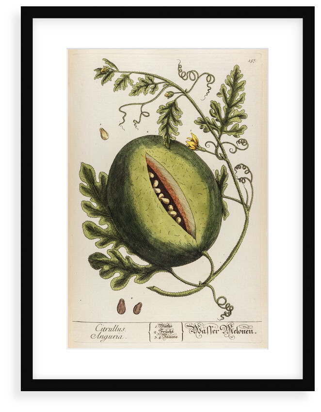 Citrullus anguria by Elizabeth Blackwell