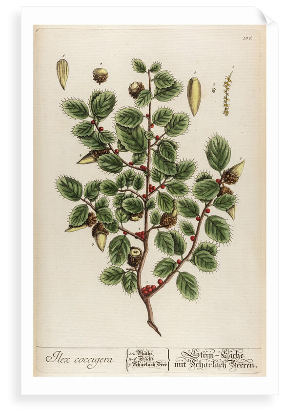Ilex coccigera by Elizabeth Blackwell