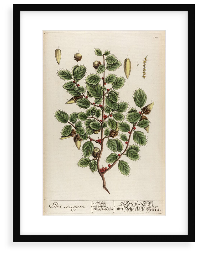 Ilex coccigera by Elizabeth Blackwell