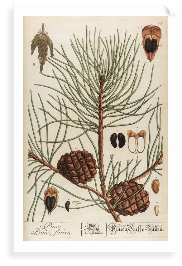 Pinus sativa by Elizabeth Blackwell