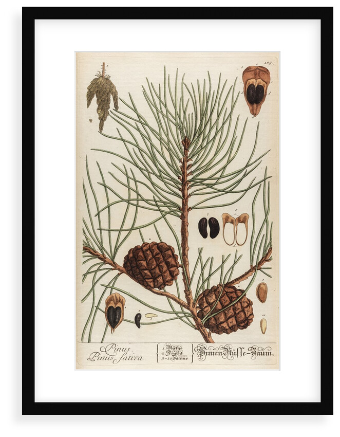 Pinus sativa by Elizabeth Blackwell
