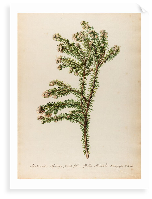 'Alaternoides Africana' by Jacob van Huysum