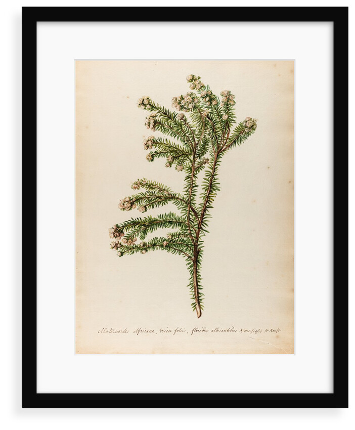 'Alaternoides Africana' by Jacob van Huysum