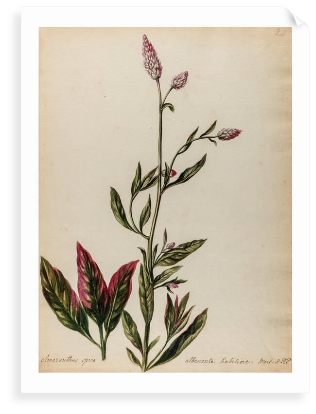 'Amaranthus spica albescente habitiore' by Jacob van Huysum