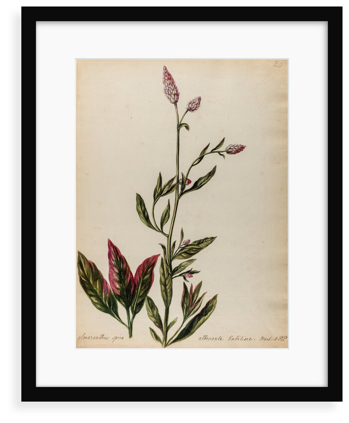 'Amaranthus spica albescente habitiore' by Jacob van Huysum