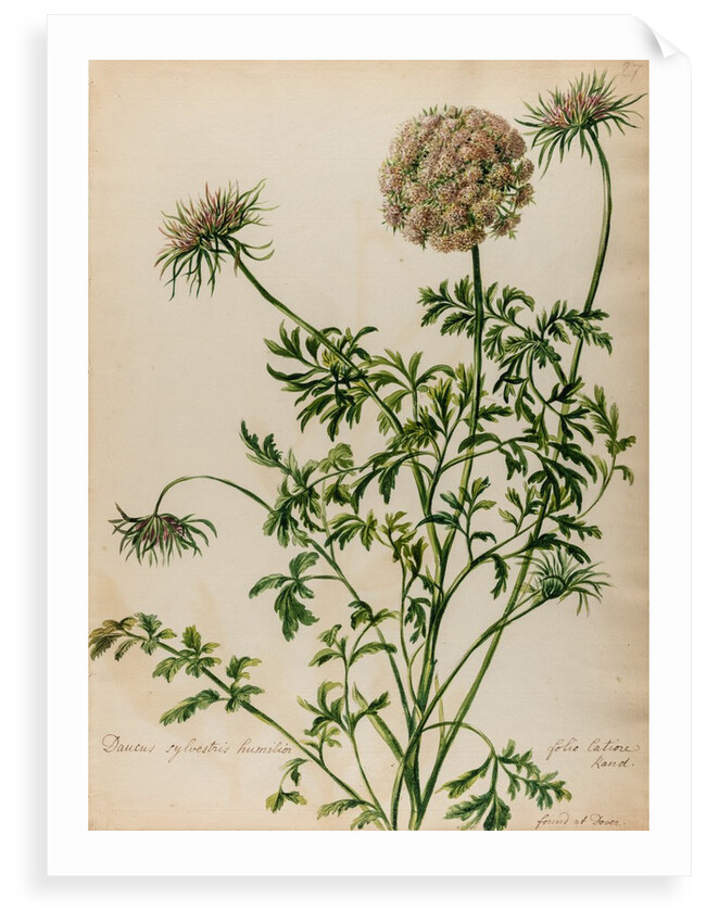 'Daucus sylvestris' by Jacob van Huysum