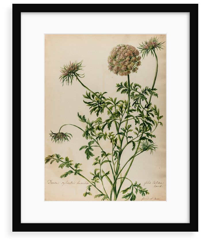 'Daucus sylvestris' by Jacob van Huysum