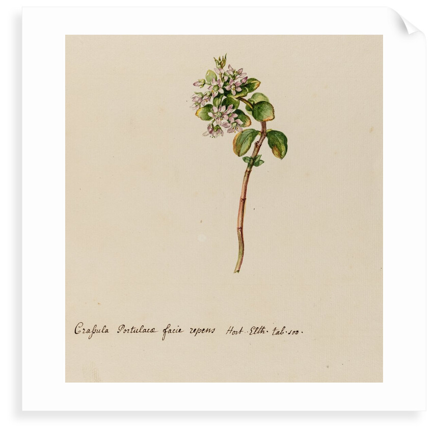 'Crassula Portulacae facie repens' by Jacob van Huysum