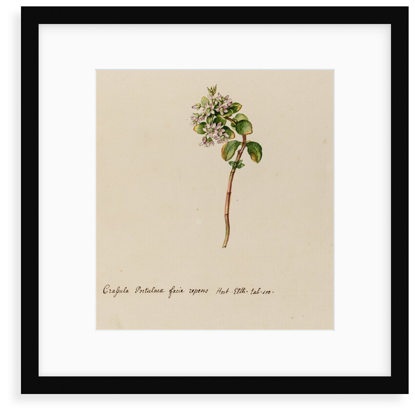 'Crassula Portulacae facie repens' by Jacob van Huysum