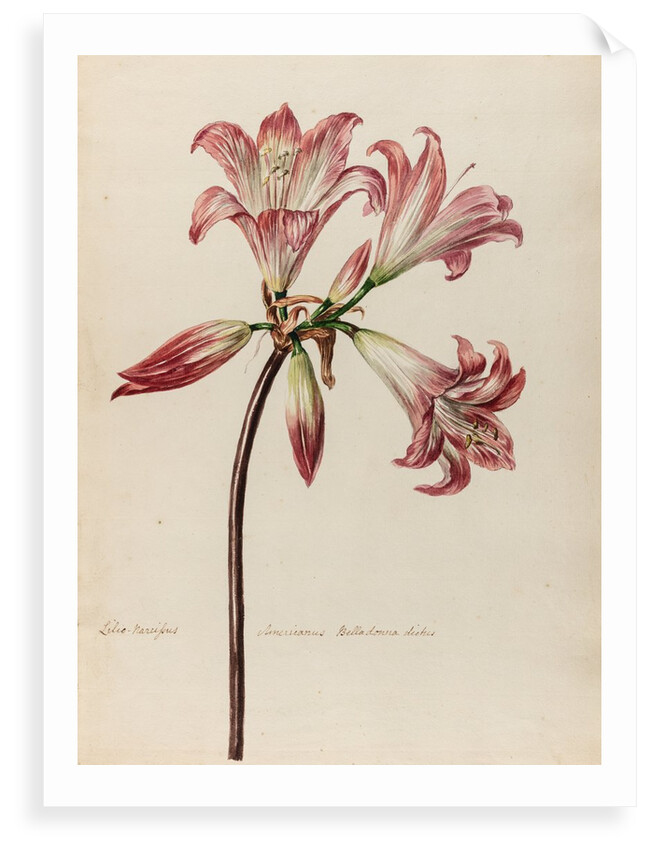 'Lilio- Narcissus Americanus Belladonna' by Jacob van Huysum