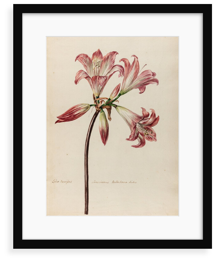 'Lilio- Narcissus Americanus Belladonna' by Jacob van Huysum