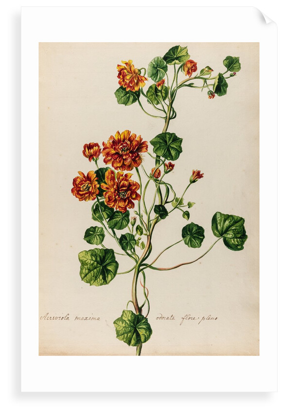 'Acriviola maxima odorata flore pleno' by Jacob van Huysum