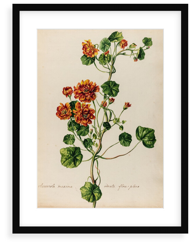 'Acriviola maxima odorata flore pleno' by Jacob van Huysum