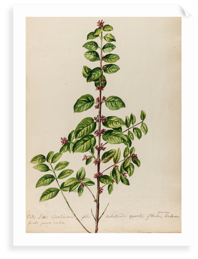 'Vitis Idoea Caroliniana' by Jacob van Huysum