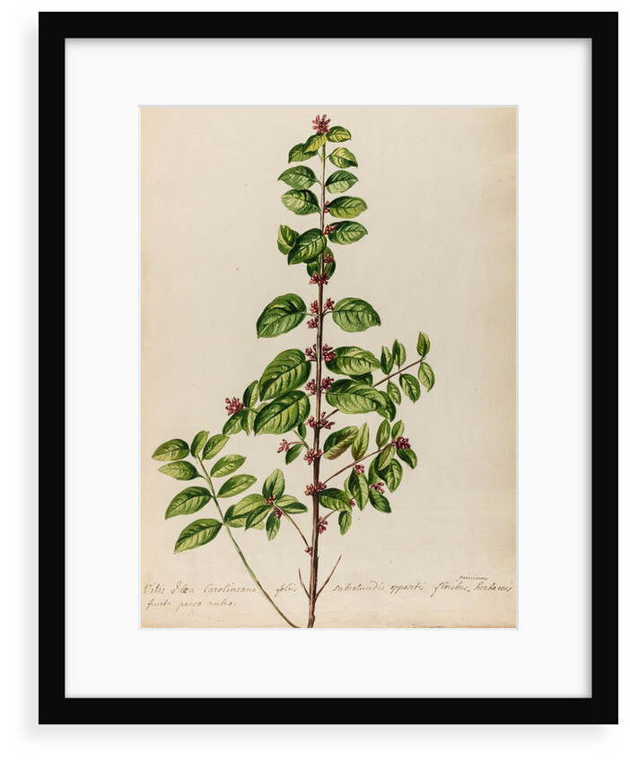 'Vitis Idoea Caroliniana' by Jacob van Huysum