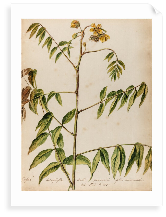 'Cassia decaphylla Orobi' by Jacob van Huysum