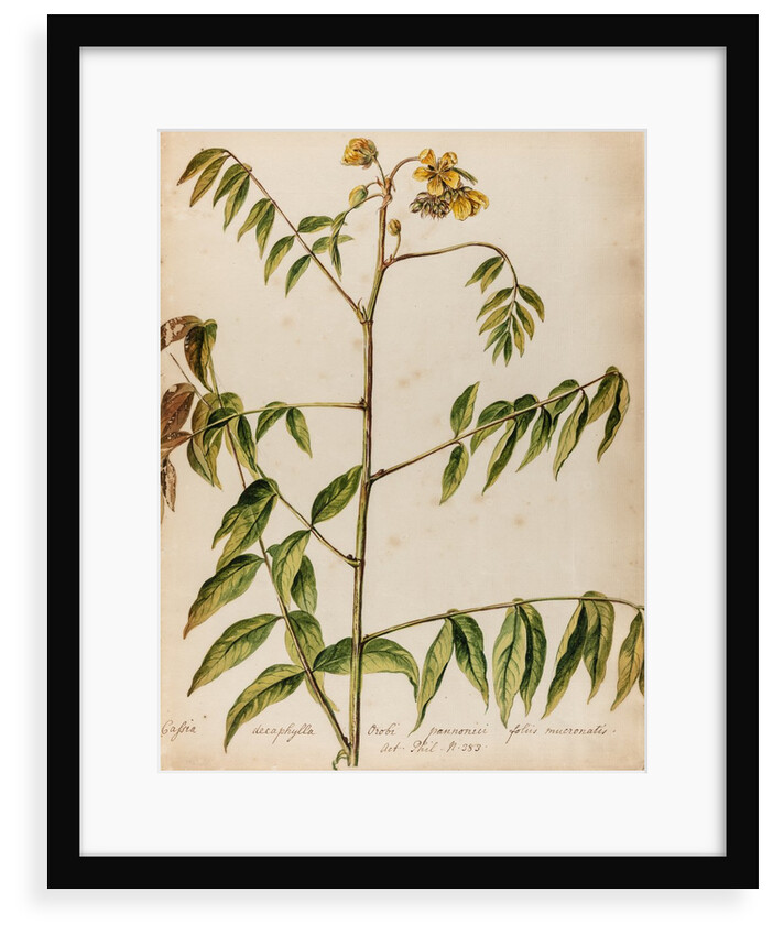 'Cassia decaphylla Orobi' by Jacob van Huysum