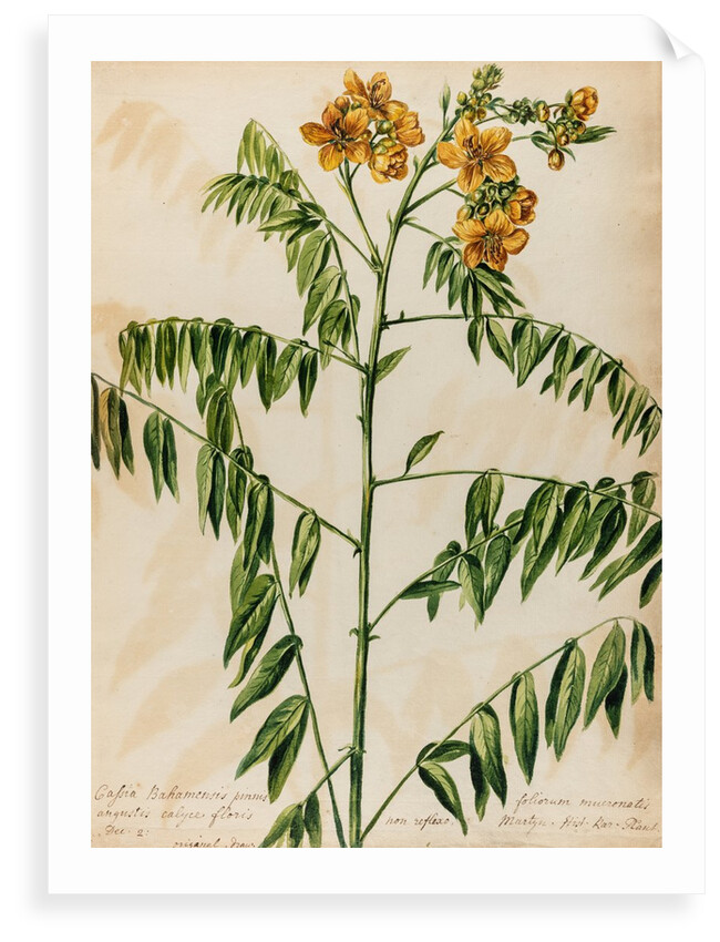 'Cassia Bahamensis' by Jacob van Huysum
