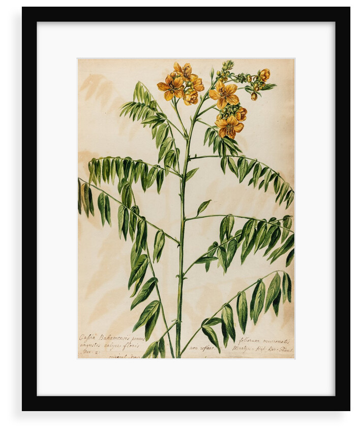 'Cassia Bahamensis' by Jacob van Huysum