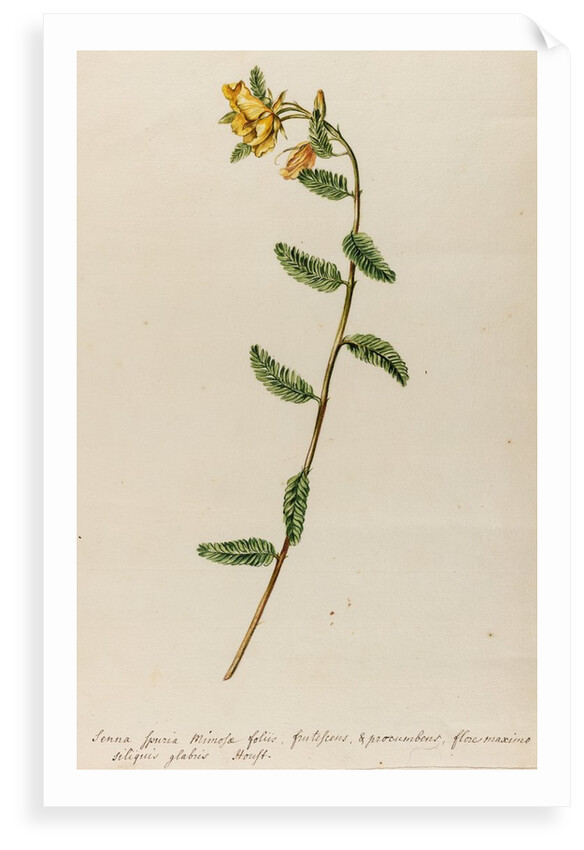 'Senna spuria mimosae' by Jacob van Huysum