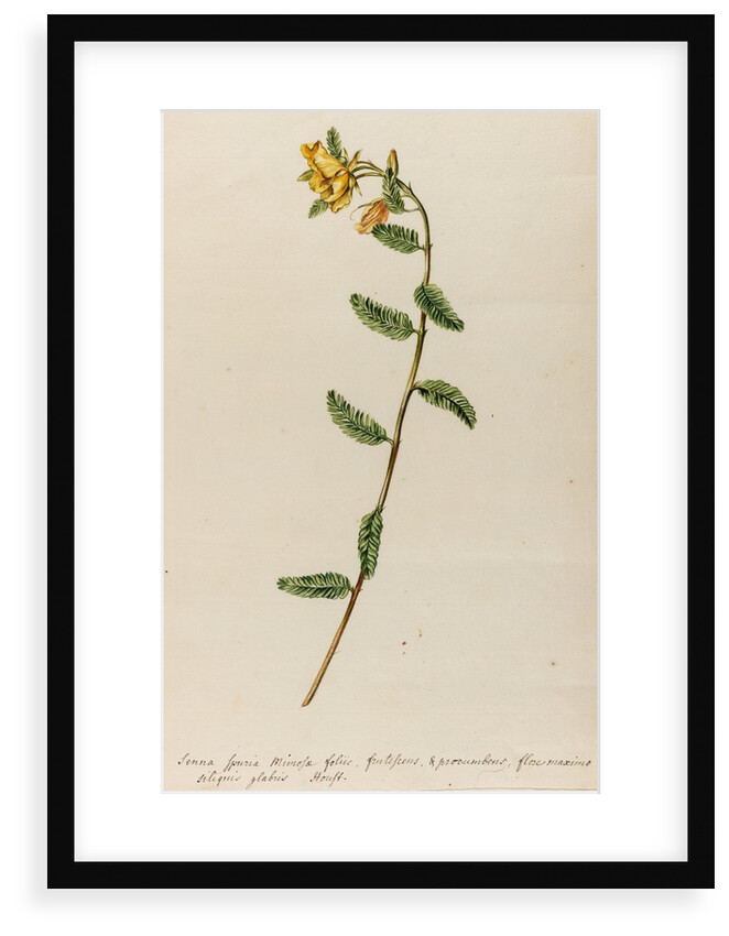 'Senna spuria mimosae' by Jacob van Huysum