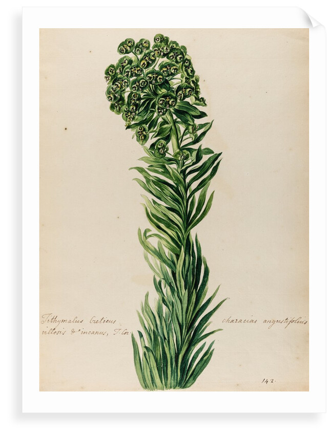 'Tithymalus Creticus characias' by Jacob van Huysum