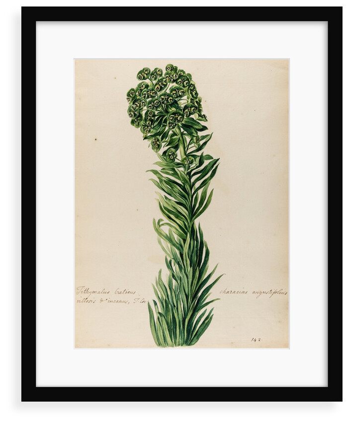 'Tithymalus Creticus characias' by Jacob van Huysum