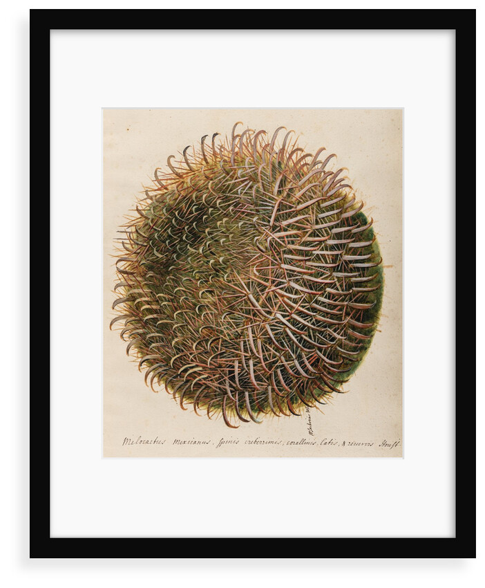 'Melocactus Mexicanus' by William Sartorius