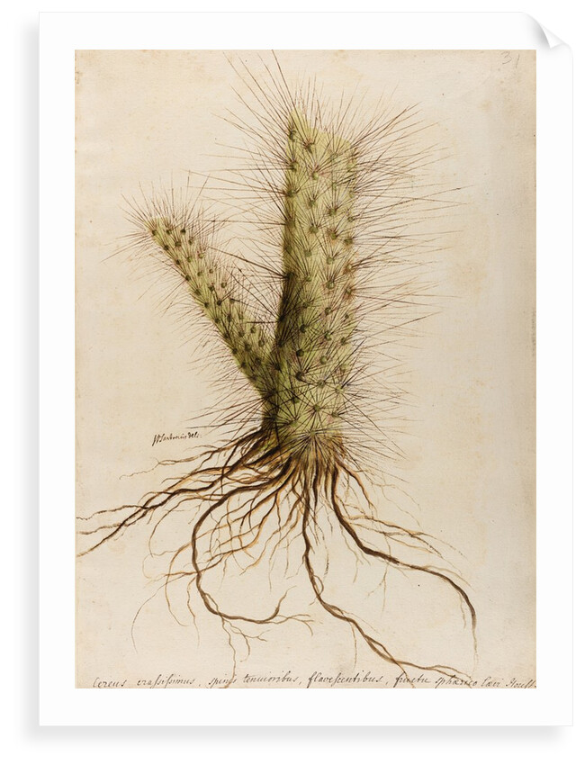 'Cereus crassissimus' by William Sartorius