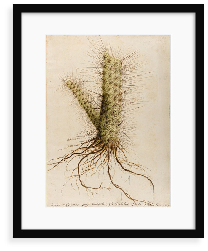'Cereus crassissimus' by William Sartorius