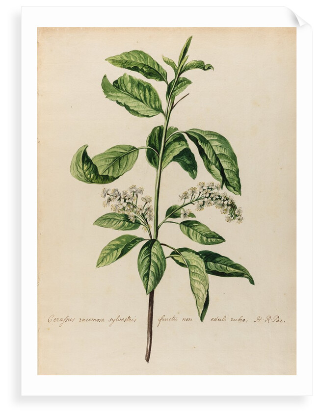 'Cerassus racemosa sylvestris' by Jacob van Huysum