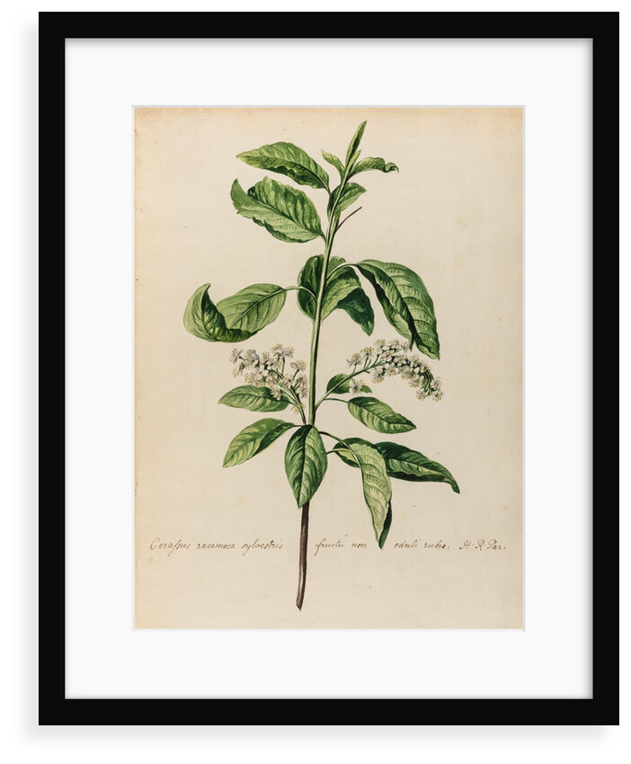 'Cerassus racemosa sylvestris' by Jacob van Huysum