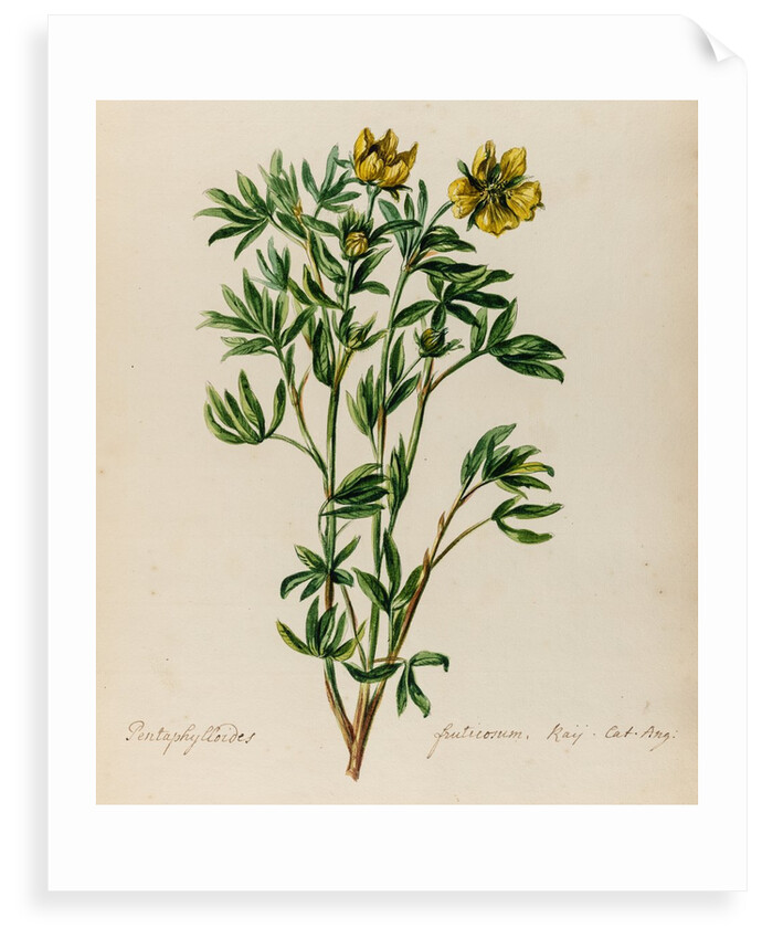 Shrubby cinquefoil specimen by Jacob van Huysum