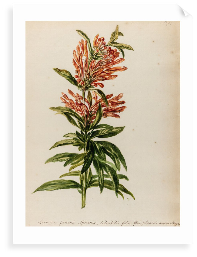 Lion's tail specimen by Jacob van Huysum