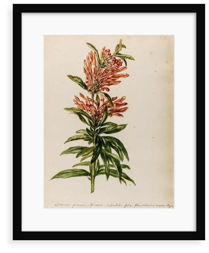 Lion's tail specimen by Jacob van Huysum