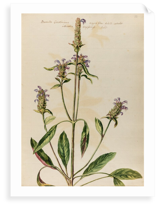 Woundwort specimen by Jacob van Huysum