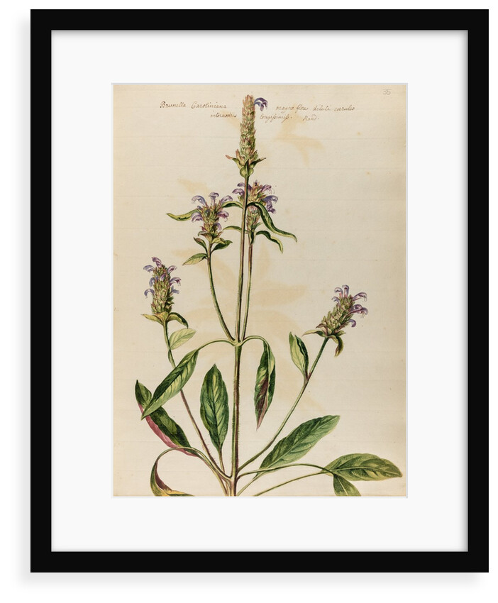 Woundwort specimen by Jacob van Huysum