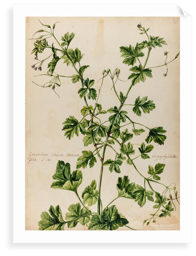 Geranium specimen by Jacob van Huysum