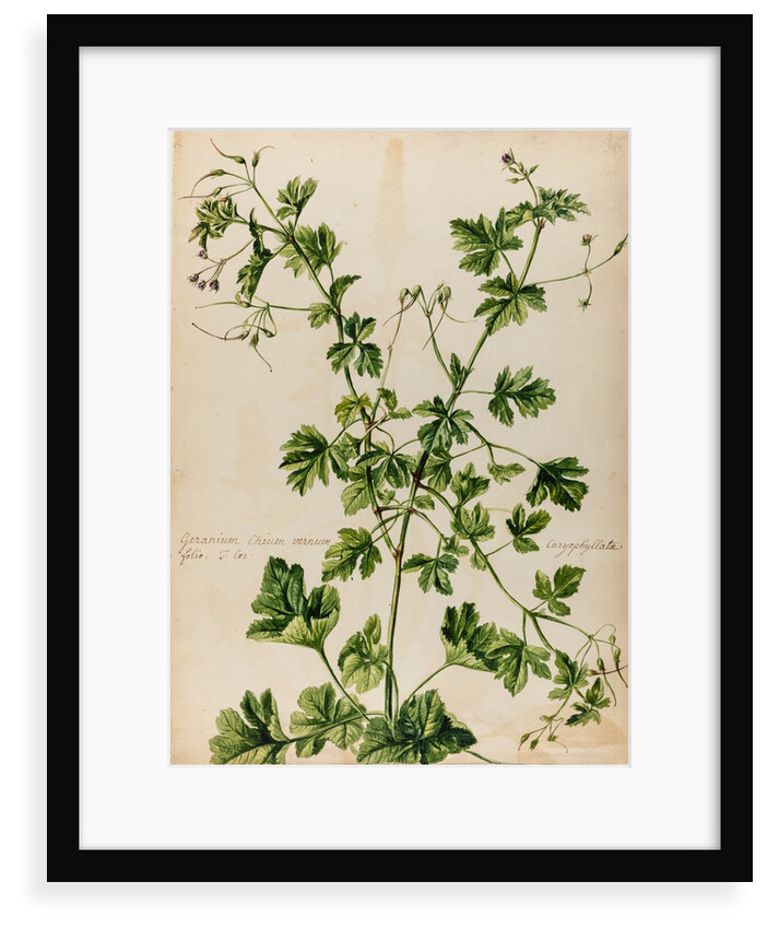 Geranium specimen by Jacob van Huysum