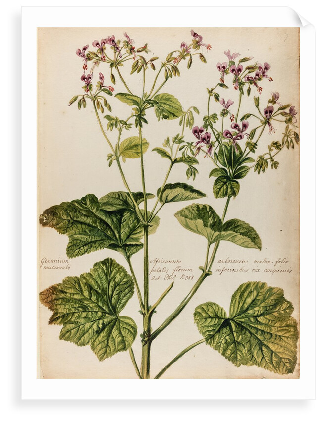 Geranium specimen by Jacob van Huysum