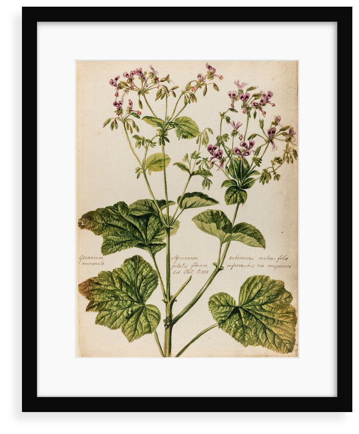 Geranium specimen by Jacob van Huysum