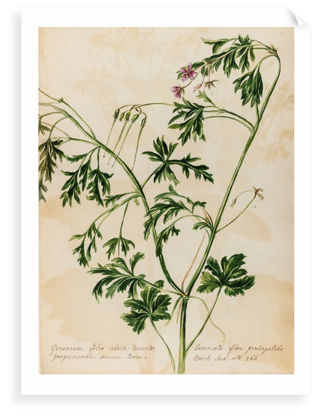 Geranium specimen by Jacob van Huysum