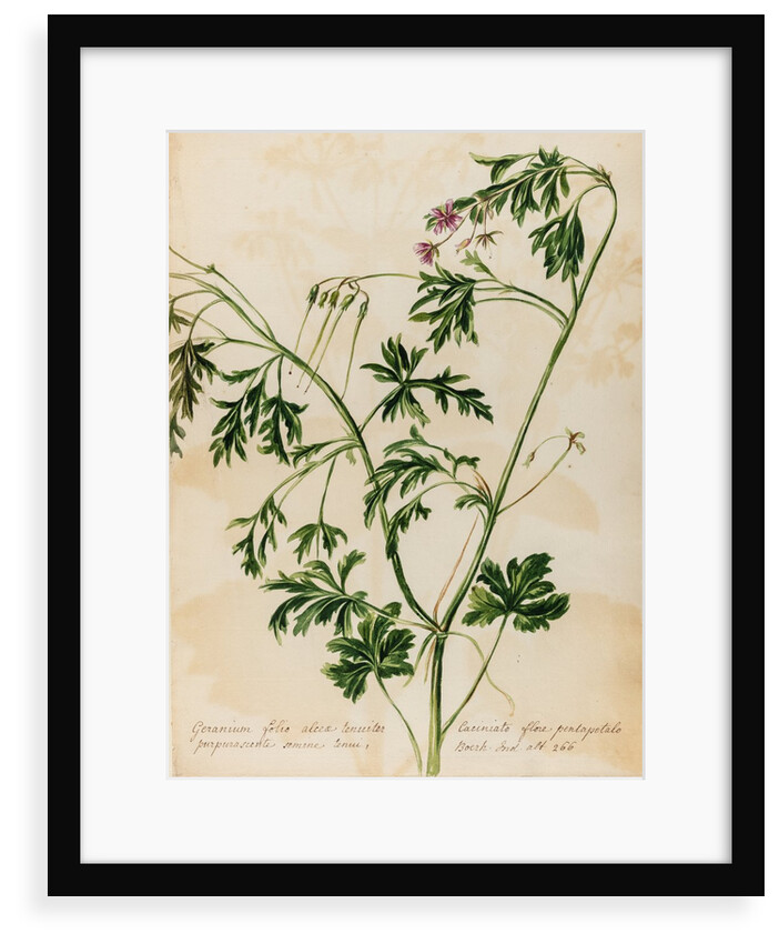 Geranium specimen by Jacob van Huysum
