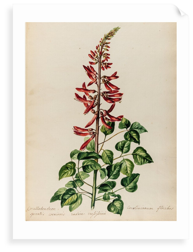 Erythrina specimen by Jacob van Huysum