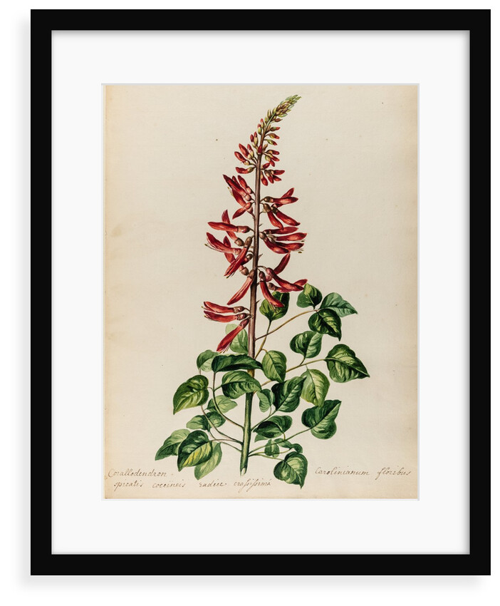 Erythrina specimen by Jacob van Huysum