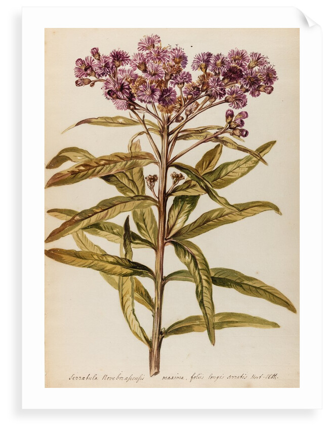 Perennial specimen by Jacob van Huysum